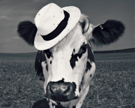 Fency cow - white, fency, hat, cow, jean baptiste mondino, animal, funny, vaca