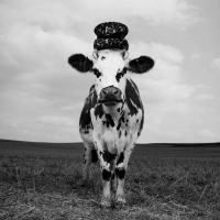 Fency cow