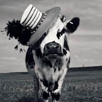 Fency cow