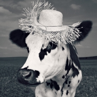 Fency cow