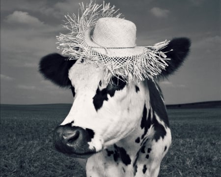 Fency cow - hat, cow, jean baptiste mondino, fency, black, white, animal, funny, bw, vaca