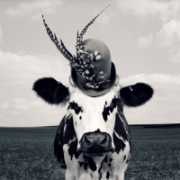 Fency cow