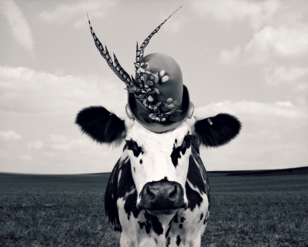 Fency cow - hat, cow, fency, jean baptiste mondino, bw, funny, black, vaca, white, feather, animal