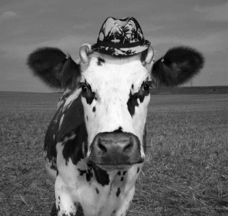 Fency cow - fency, cow, jean baptiste mondino, bw, funny, black, vaca, white, animal