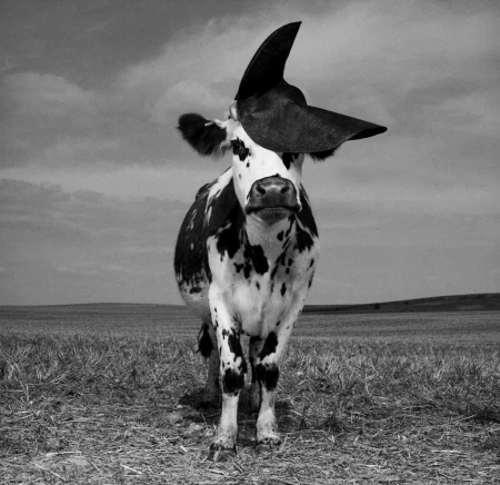 Fency cow - hat, cow, jean baptiste mondino, fency, black, white, animal, funny, vaca