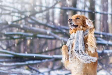 Dog - animal, winter, caine, scarf, snow, dog