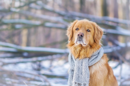 Dog - caine, snow, dog, winter, animal, scarf