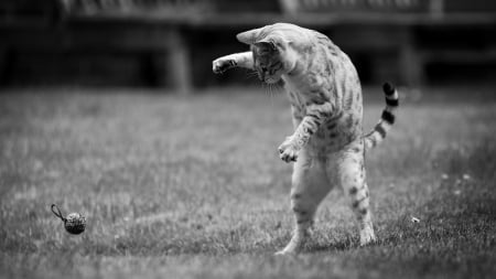 Playful kitten - funny, animal, cute, black, bw, white, pisica, toy, kitten