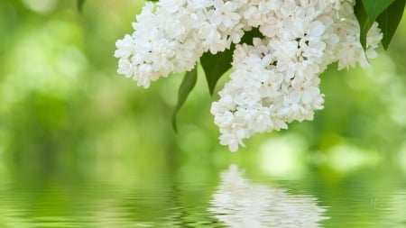 White Lilacs Reflected - lilacs, nature, fragrant, green, flowers, pond, spring