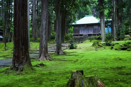 Heisen-ji Hakusan Shrine - nature, japan, forest, shrine, hakusan, fukui, japanese