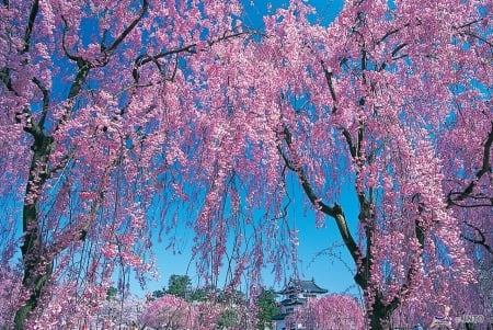 Hirosaki Castle - japan, cherry blossom, sakura, spring, pink, castle, hirosaki, japanese