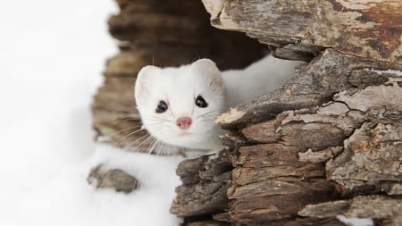 Snow Weasel - white, nature, landscape, weasel, snow, animals