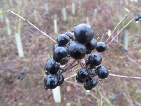 Dark Berries - Berries, Nature, Wildlife, Plants, Winter