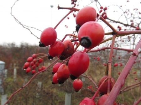 Nature's Bounty - wildlife, hedgrows, plantlife, berries, rose