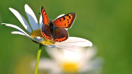 Butterfly - Butterfly, insect, animal, flower