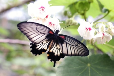 Butterfly - Butterfly, insect, animla, nature