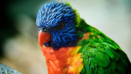 Exotic Bird - animal, fauna, bird, exotic