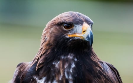 Golden Eagle - bird, eagle, animal, Golden