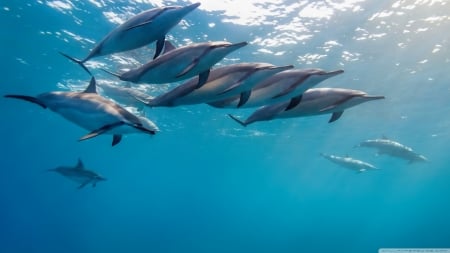 Dolphins In Underwater - dolphins, nice, amazing, underwater