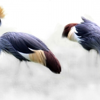 Grey Crowned Cranes