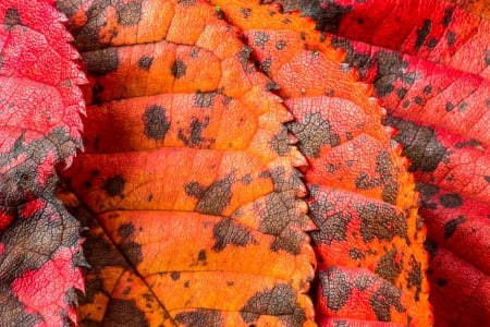 leaf - brnch, Leaf, nature, tree