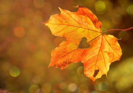 Leaf - leaf, tree, nature, grass