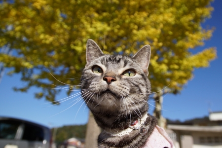 Cat - cat, tree, animal, kitten