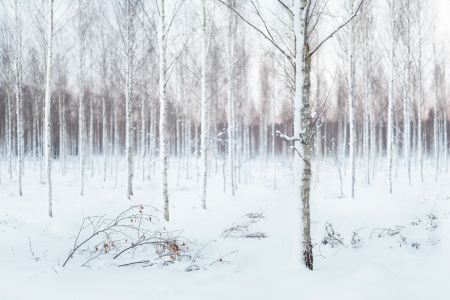 Winter - snow, Winter, forest, nature