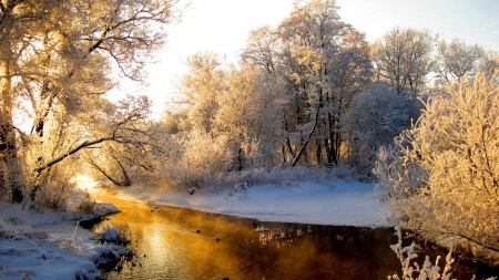 Golden River - River, Winter, Tree, Nature