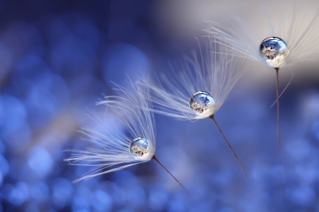 Dandelions and water drops