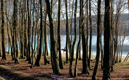 Trees by the Lake - lake, horse, trees, nature