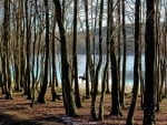 Trees by the Lake