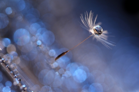 Dandelion seed and water drop - white, bokeh, andelion, water drop, dandelion, blue, seed