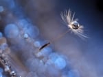 Dandelion seed and water drop