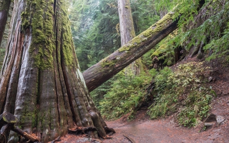 Forest - nature, forest, tree, moss, grass