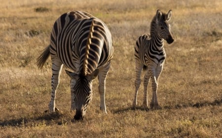 Zebras - zebras, africa, savanna, animals