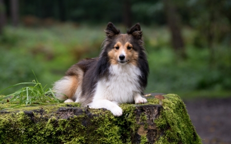 Sheltie - portrait, animal, sheltie, dog