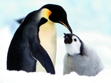 baby penguin with mama - winter, penguin, baby, birds