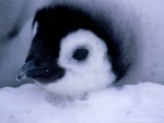 baby penguin