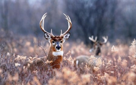 beautiful buck - buck, deer, animals, wild