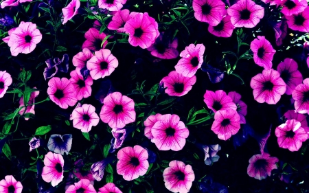 flowers - flowers, nature, pink, wallpaper