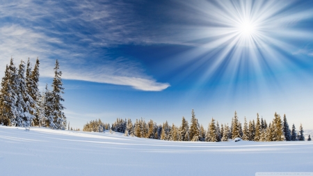 Winter Sunlight - winter, nature, snow, sunshine, field, forest, sun