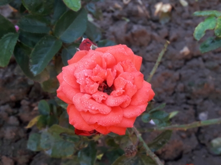 single Red Rose - Rose, Red, fFlower, skb