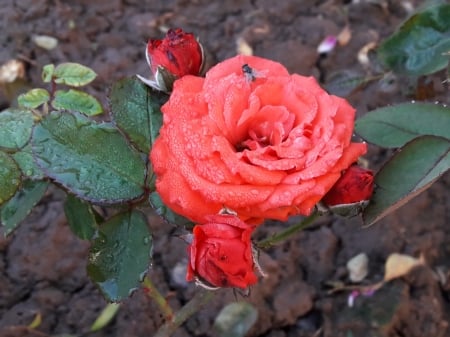 Red Rose - rose, color, single, red