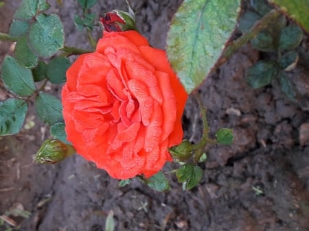 One red Rose - rose, color, lalbag, red