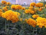 Many Gandha Flowers