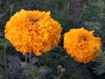 Dual Gandha Flowers