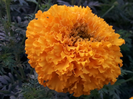 Single Gandha Flower - single, gada, yellow, flower