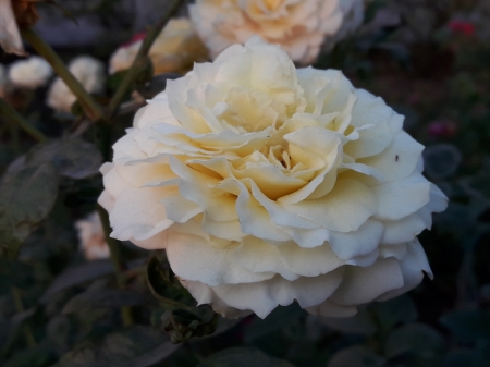 White Rose - tone, rose, white, yellowish