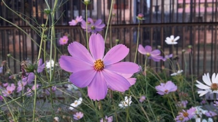 Pink Cosmos - flowers, many, cosmos, pink